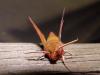 Deilephila porcellus